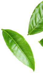 Hoja decorativa derecha