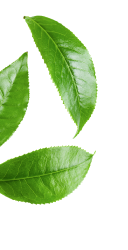 Hoja decorativa izquierda